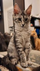 Maine coon cucciola