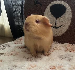 Porcellino d'india crema