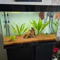 Acquario Ciano Emoticons 80 pro