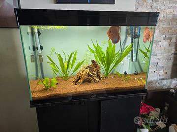 Acquario Ciano Emoticons 80 pro