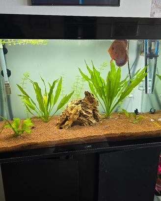 Acquario Ciano Emoticons 80 pro