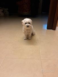 Maltese per monta