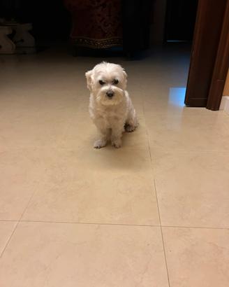 Maltese per monta