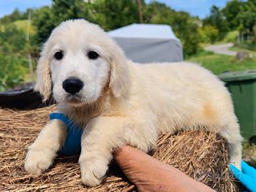 Ultima femmina golden retriever cucciolo pedigree
