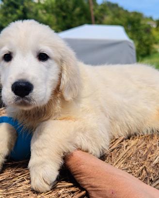Ultima femmina golden retriever cucciolo pedigree