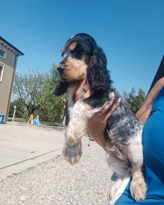 Cuccioli Cocker Spaniel Inglese