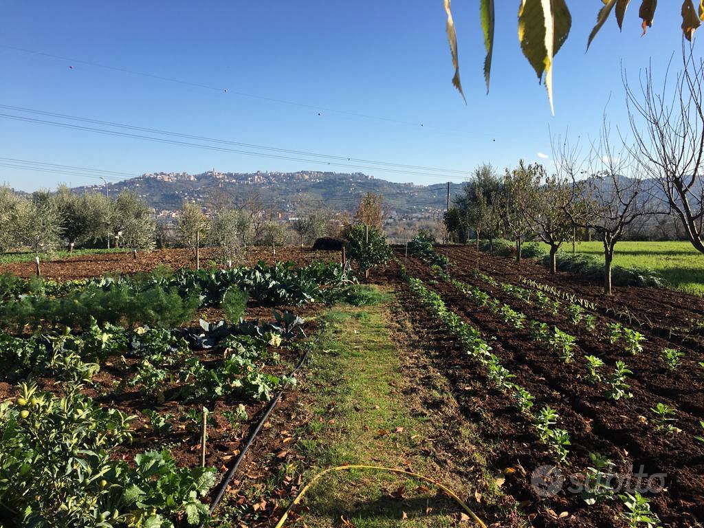 Terreno edificabile a Cepagatti - Vista 5