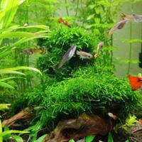 Guppy endler