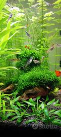 Guppy endler