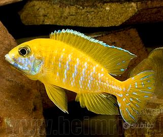 Ciclidi Malawi Pesci Aulonocara Baenschi Benga