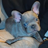 Cuccioli bulldog francese