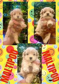 Maltipoo