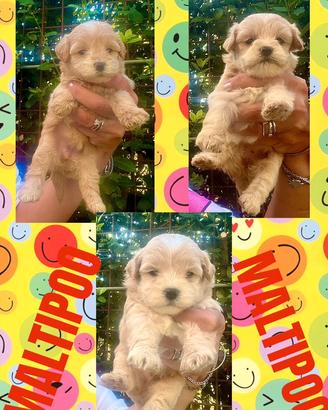 Maltipoo