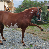 Paint Horse