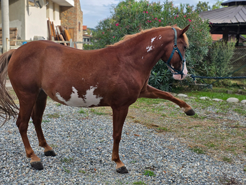 Paint Horse