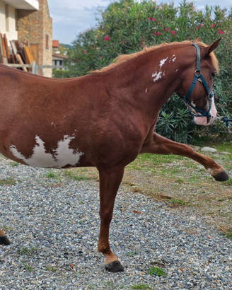Paint Horse