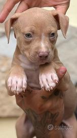 Cuccioli di PITBULL red Nose occhi chiari