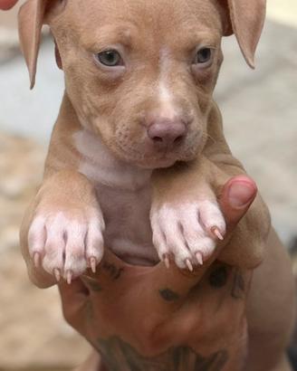 Cuccioli di PITBULL red Nose occhi chiari