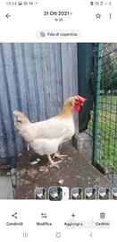 Gallina livorno collo oro ,Bionda Piemontese