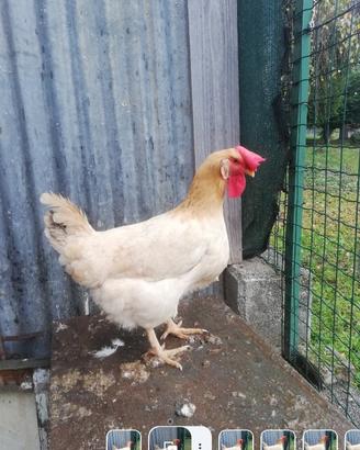 Gallina livorno collo oro ,Bionda Piemontese