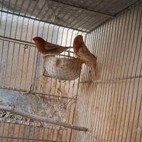 Diamanti mandarini maschi