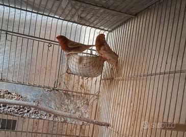 Diamanti mandarini maschi