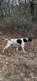 Pointer inglese maschio