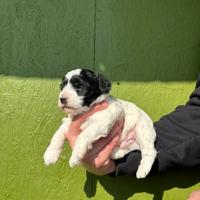 Cucciolo maltipoo