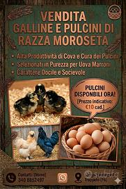 Pulcini moroseta in purezza