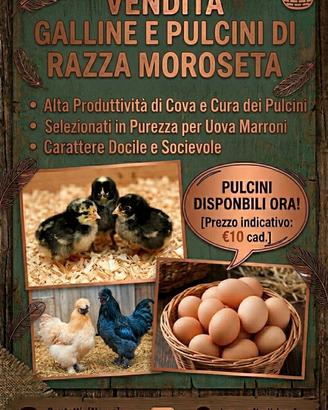 Pulcini moroseta in purezza