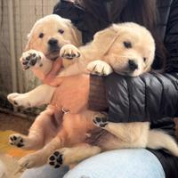 Cuccioli Golden Retriever