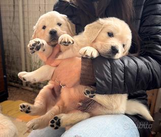 Cuccioli Golden Retriever