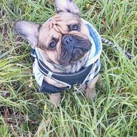 Bulldog francese
