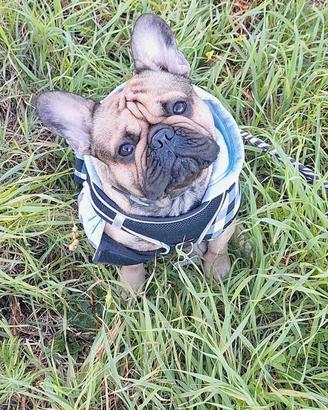 Bulldog francese
