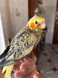 Pappagalli