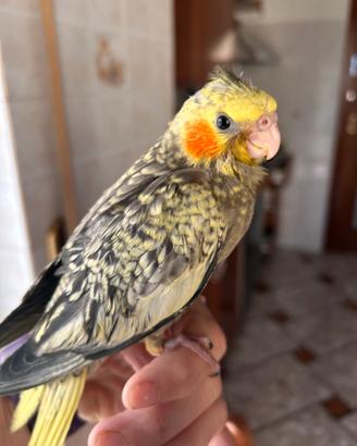 Pappagalli