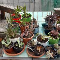 Piante succulente varie tipologie 