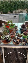 Piante succulente varie tipologie 
