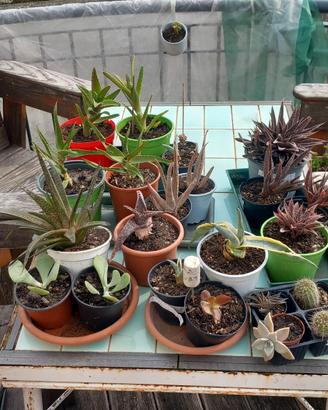 Piante succulente varie tipologie 