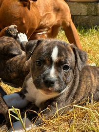 Staffordshire Bull Terrier