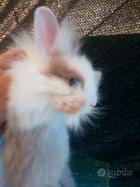 Conigli stupendi Nani