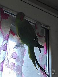 Parrocchetto femmina