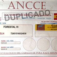 Cavalla spagnola di 9 anni