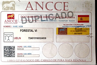 Cavalla spagnola di 9 anni