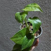 Epipremnum aureum global green