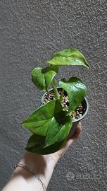 Epipremnum aureum global green