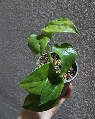 Epipremnum aureum global green