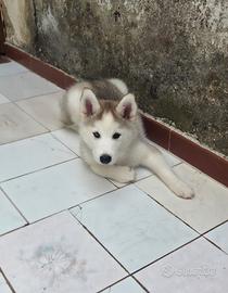 Husky