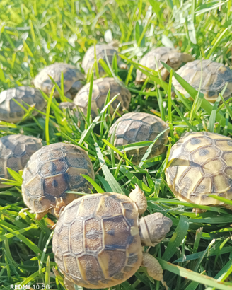 Tartarughe