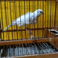 Canarine arriciati del nord